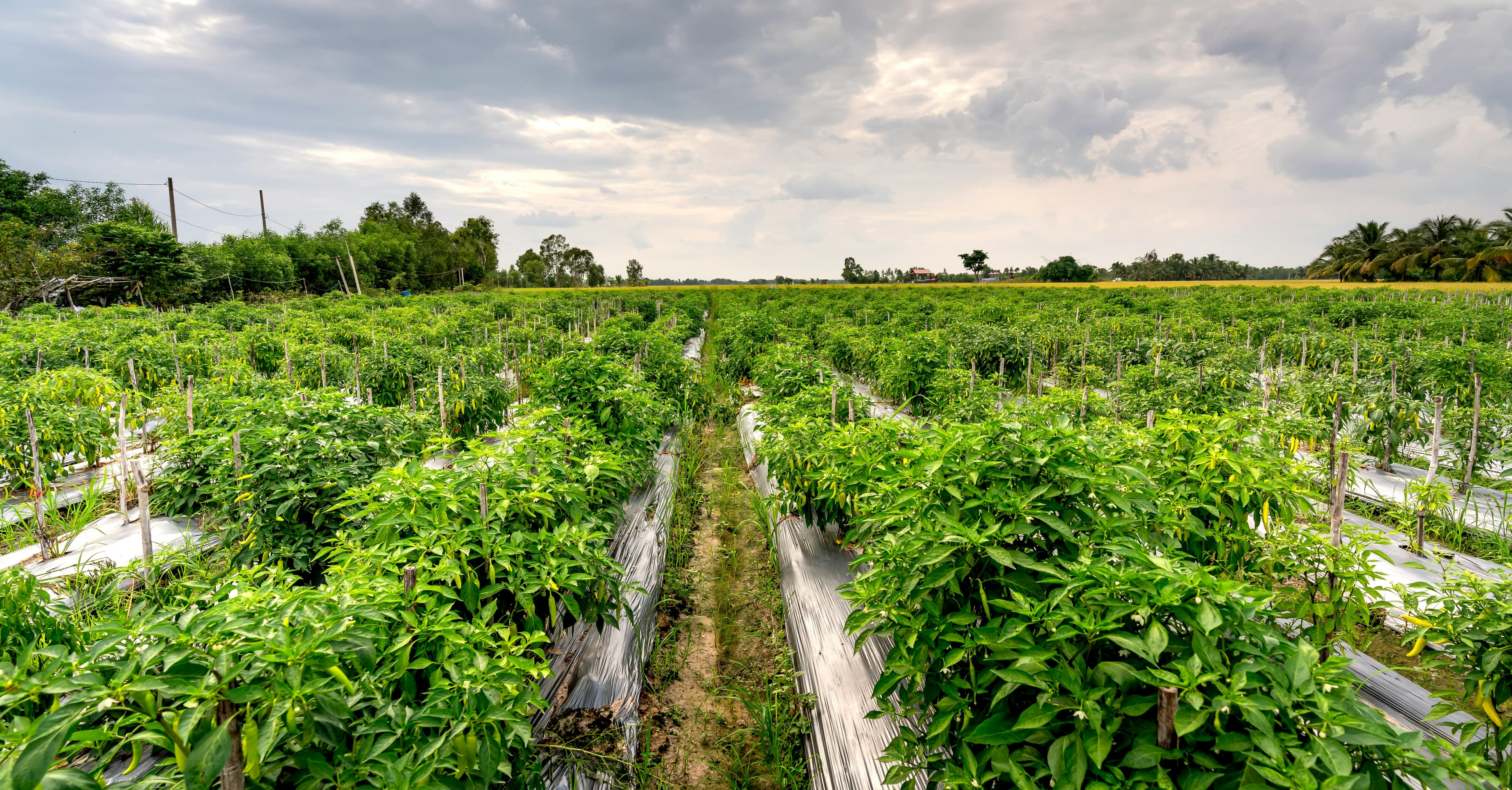 Vietnamese Agricultural Excellence
