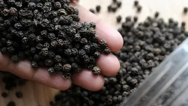 BLACK PEPPER 550 G/L FAQ
