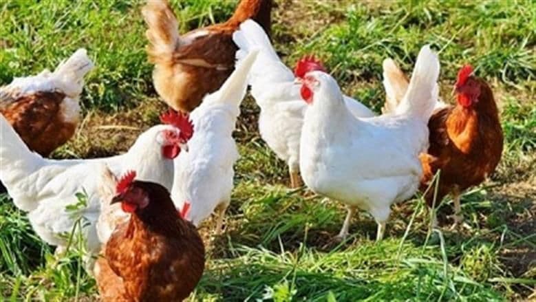 دواجن في مزرعة، ترمز لتكاليف الإنتاج والعوامل الاقتصادية