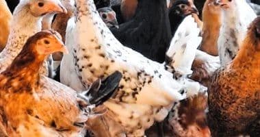 جدول يوضح أسعار الدواجن البيضاء في أسواق محافظة البحيرة بمصر