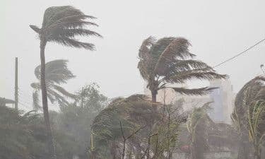 প্রচণ্ড বাতাসে হেলে পড়া পাম গাছ, যা বঙ্গোপসাগরের শক্তিশালী আবহাওয়া ব্যবস্থার ইঙ্গিত দেয়।