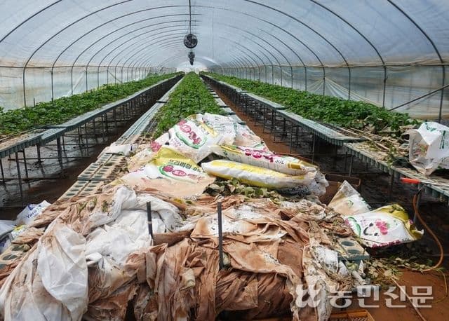 폭우로 인해 내부가 엉망이 된 농업용 비닐하우스