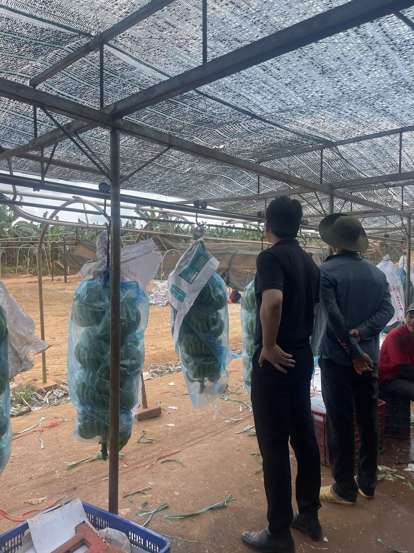 SOH finalizes banana export orders destined for Japan
