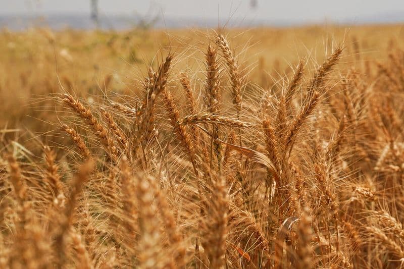 A close-up view of a field of ripe wheat heads, representing the global cereal supply concerns discussed in the FAO Food Price Index report.