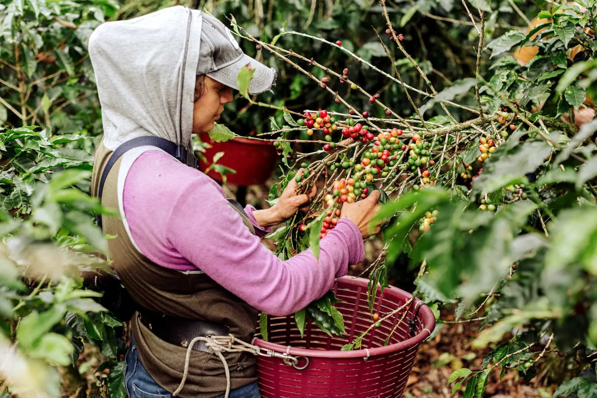 A coffee farm worker harvesting coffee cherries, representing the smallholder sector affected by traceability requirements.