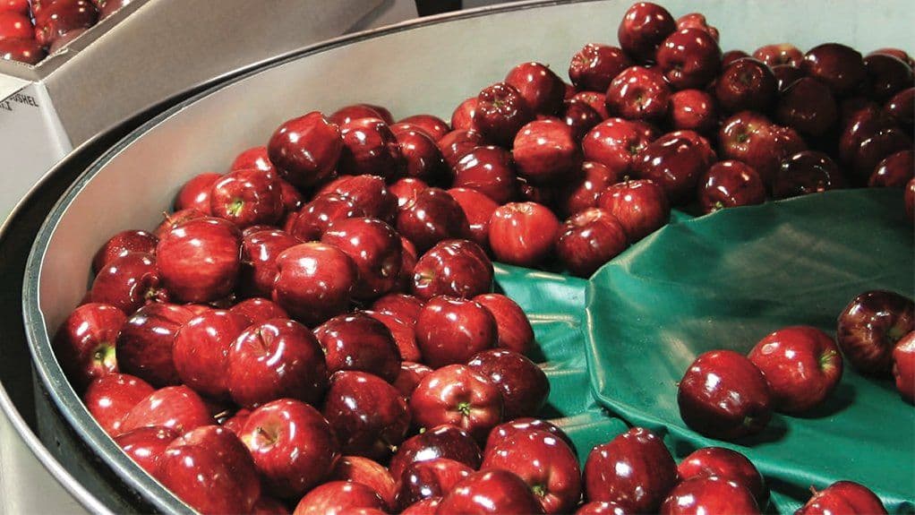 A collection of fresh red apples in a packing facility, reflecting South Africa's strong horticultural export sector.
