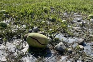 A cracked watermelon lying in a field, damaged by the flooding, symbolizing agricultural losses in Taichung.