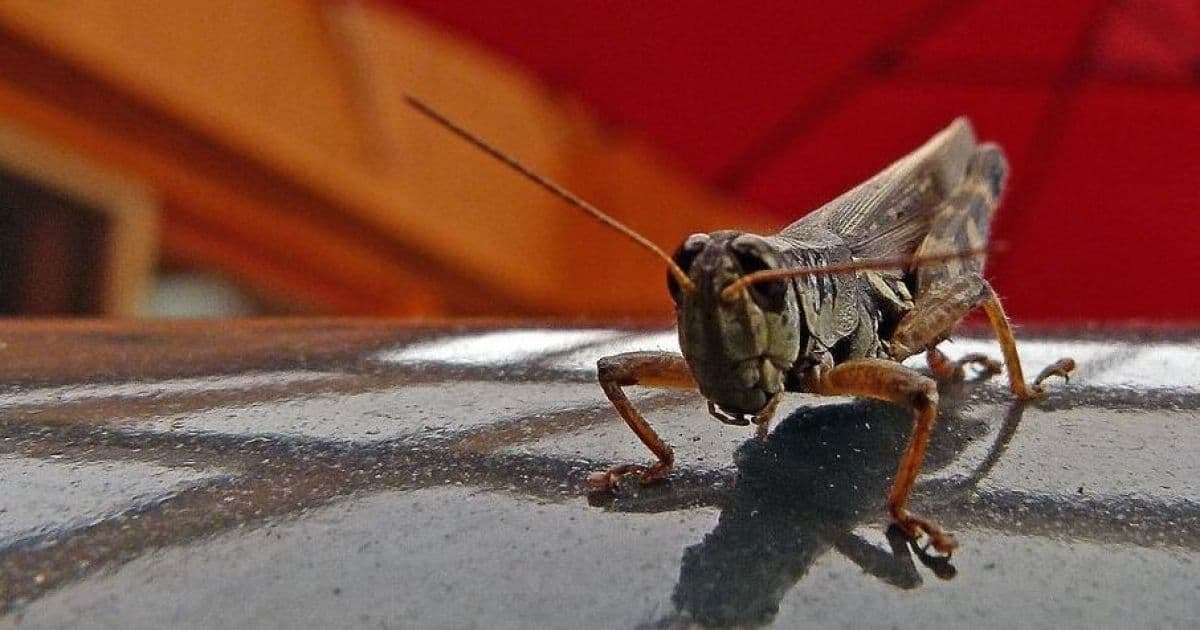 A detailed close-up of a single locust, representing the grim harvest of pests from Ukraine's war-transformed landscape.