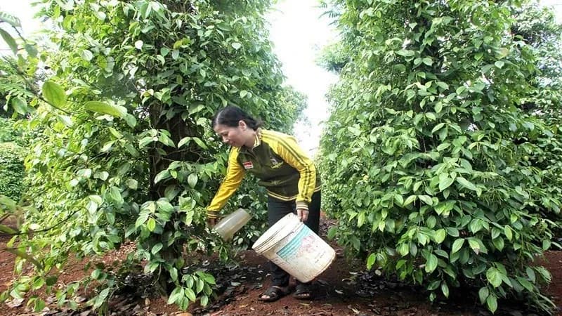A farmer tending to pepper plants in a Vietnamese plantation.