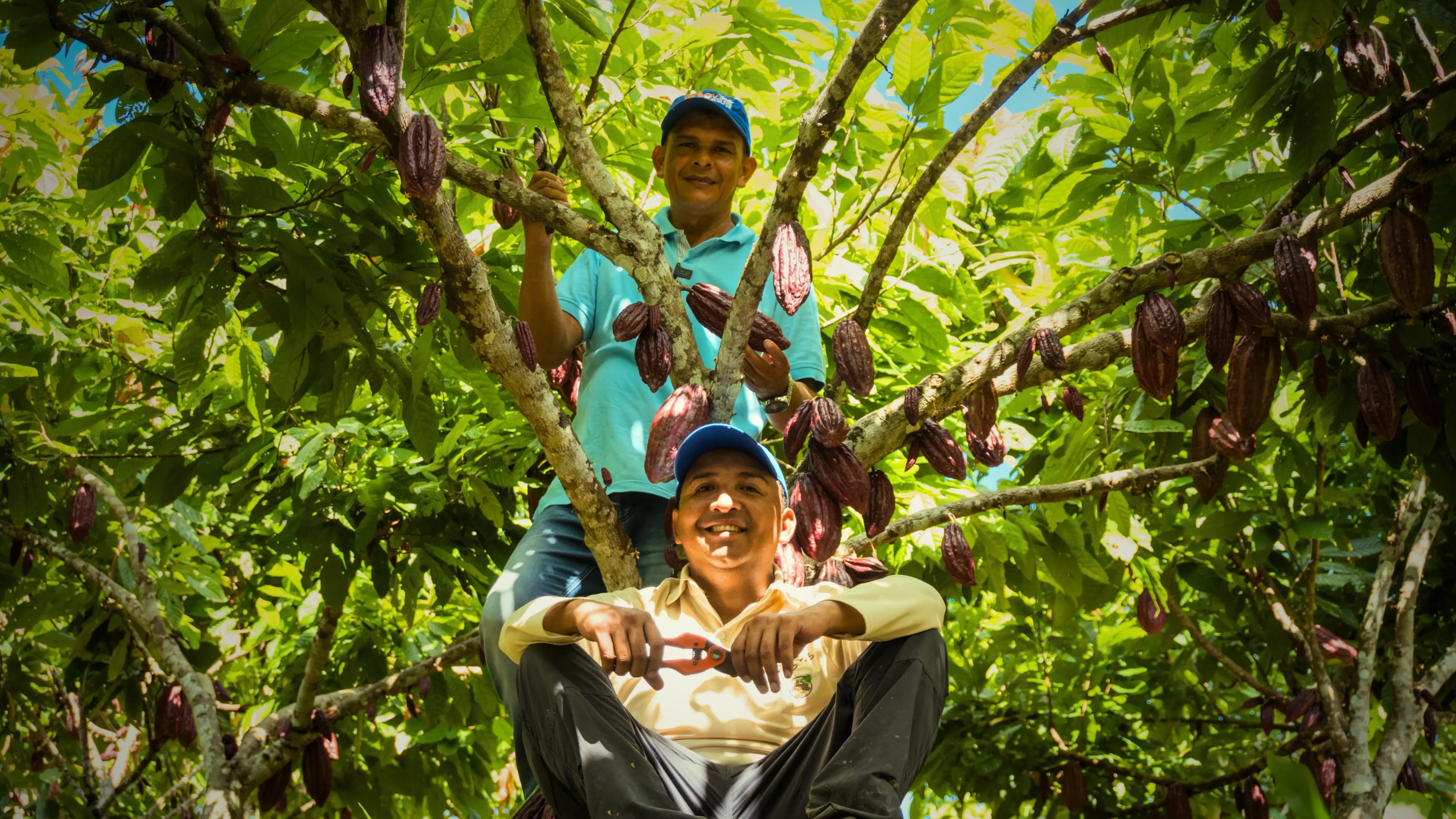 A farmer working in a cocoa field, illustrating the focus on traceability in supply chains.