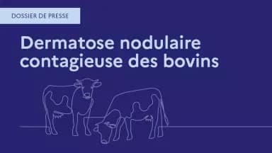 A graphic titled 'Dermatose nodulaire contagieuse des bovins' (Lumpy Skin Disease of bovines), representing the scientific and informational aspect of the disease management.