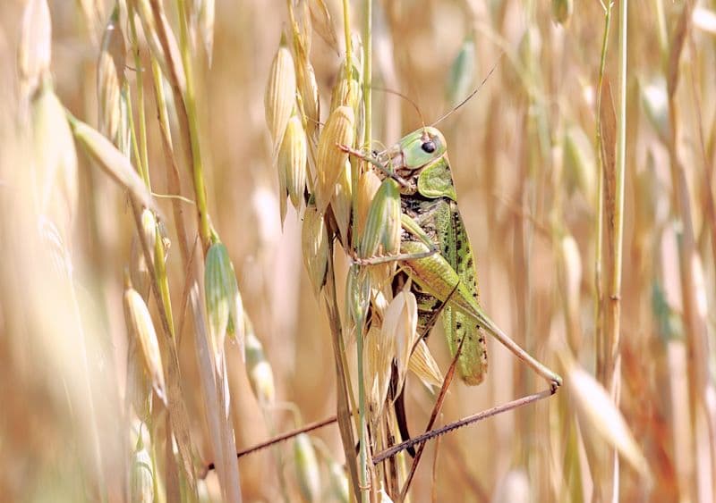 A green locust perched on a stalk of grain in a field, symbolizing the agricultural threat in Ukraine.