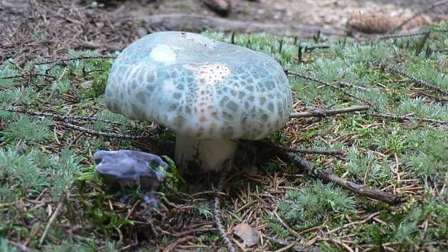 A Green Russula mushroom (Holubinka nazelenalá) on the forest floor, representing Czechia's evolving mushroom hunt.