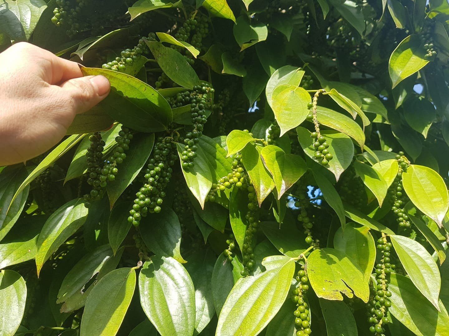 A hand gently touching green pepper berries hanging from a vine, symbolizing pepper production.