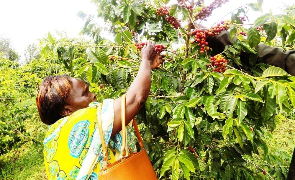A Kenyan farmer harvesting coffee cherries from a plant.