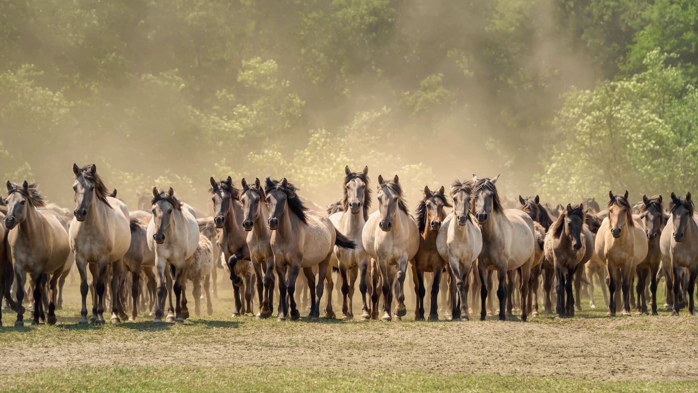 A large herd of Dülmen Wild Horses running in a dusty field, representing their untamed nature.
