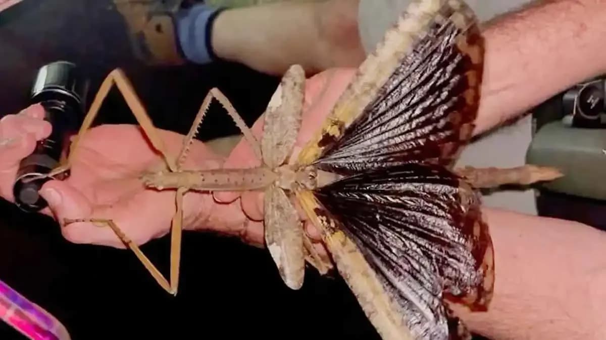 A person holds the newly discovered giant stick insect, Acrophylla alta, with its large wings spread, highlighting its impressive size.