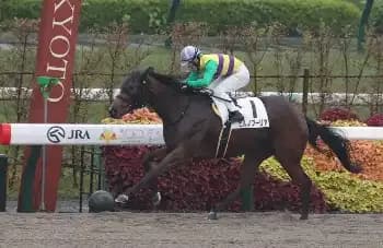 A racehorse and jockey galloping on the firm turf track at Kyoto Racecourse in Japan, illustrating the unique high-speed turf challenge.