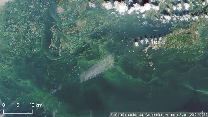 A satellite image showing extensive green blue-green algae blooms swirling in the sea near Hanko, Finland, demonstrating remote monitoring capabilities.