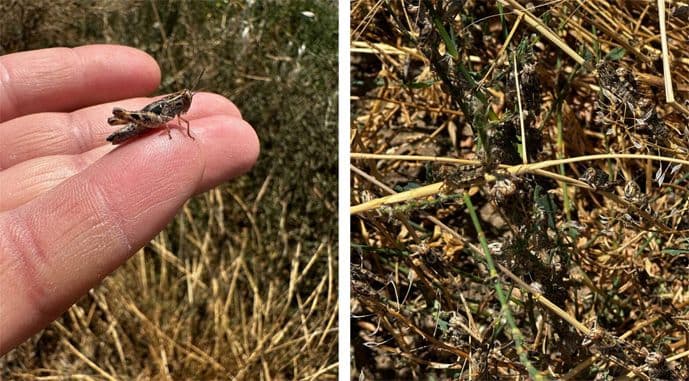 A small locust resting on a human finger, with other locusts camouflaged in dry plant stalks in a field.