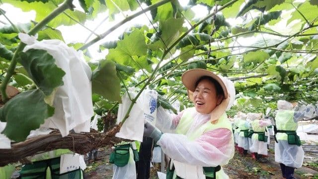 A smiling woman harvesting grapes in a rural field, representing the grassroots efforts for Rural Basic Income in regions like Honam.