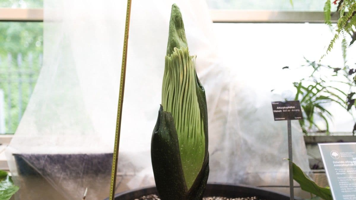 A tall, green, unbloomed corpse flower (Amorphophallus titanum) with a measuring stick in a botanical garden greenhouse, representing its impressive size and growth.
