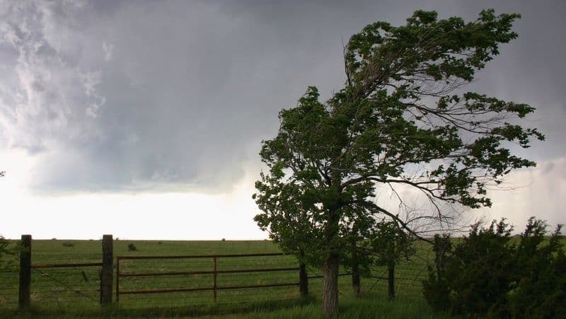 A tree bending dramatically in strong winds under a dark, stormy sky, symbolizing the arrival of Storm Floris.