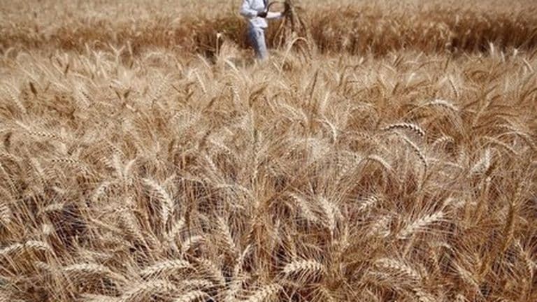 A vast field of golden wheat under the sun, symbolizing Argentina's fertile Pampas and agricultural bounty.