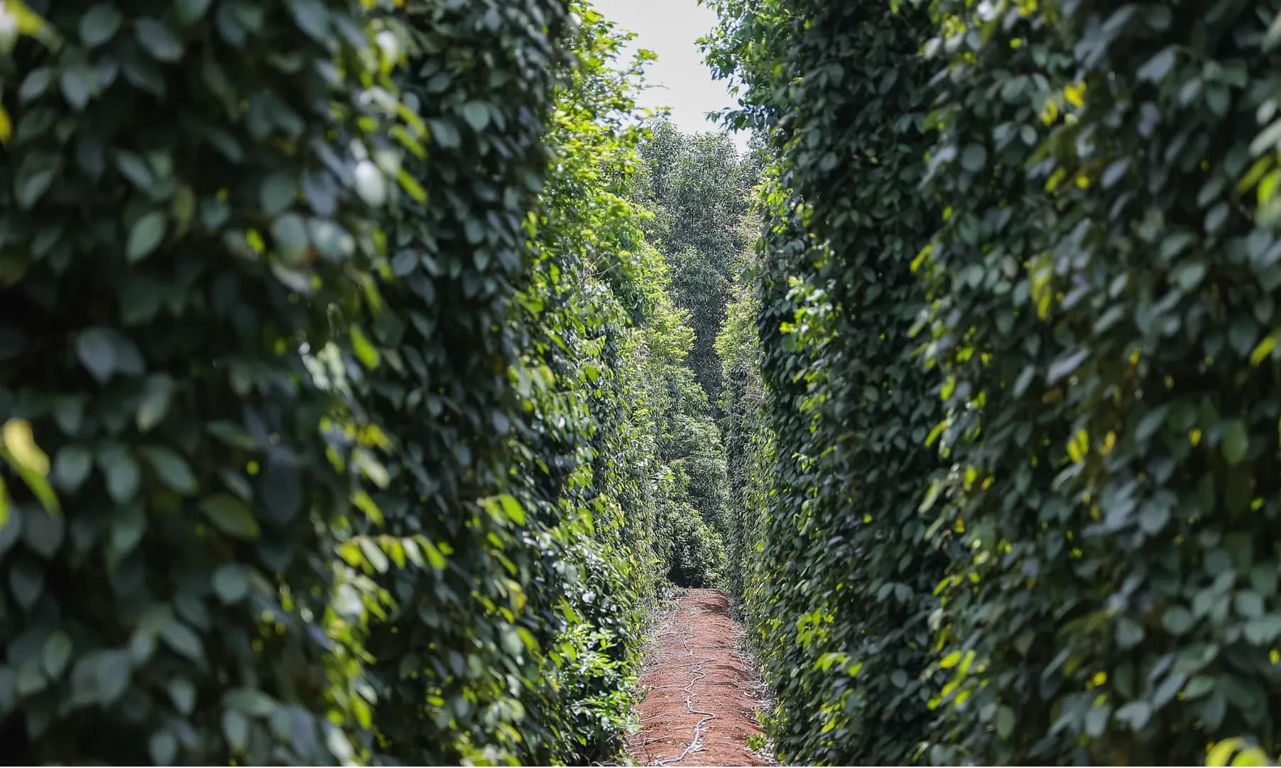 A vast pepper plantation with rows of lush green pepper vines stretching into the distance.
