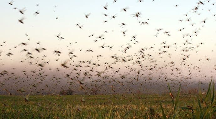 A vast swarm of locusts flying over a green agricultural field in Ukraine under a pale sky.