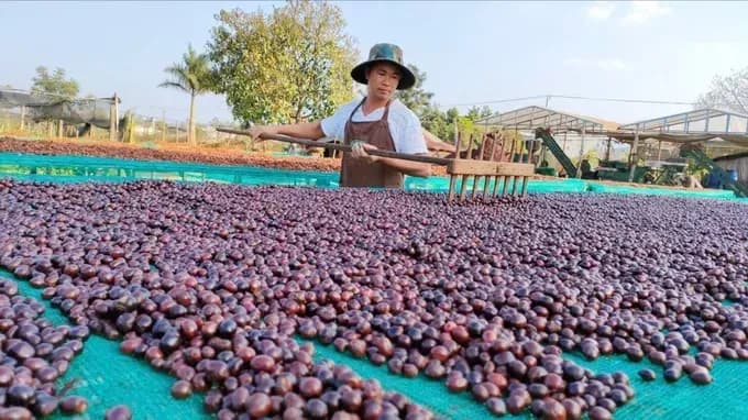 A Vietnamese farmer drying coffee beans in the sun, representing the country's robust coffee production sector.