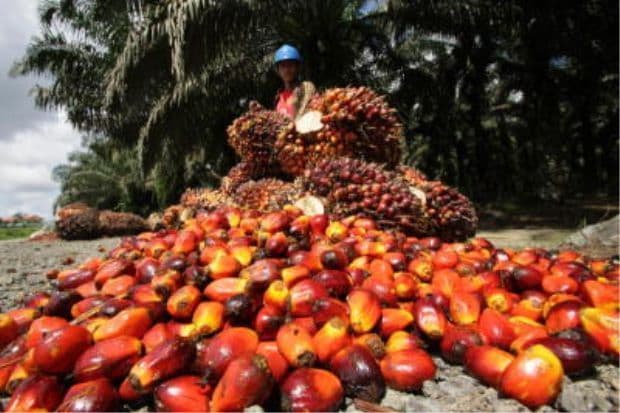 A worker inspecting freshly harvested palm oil fruit bunches on a Malaysian plantation.
