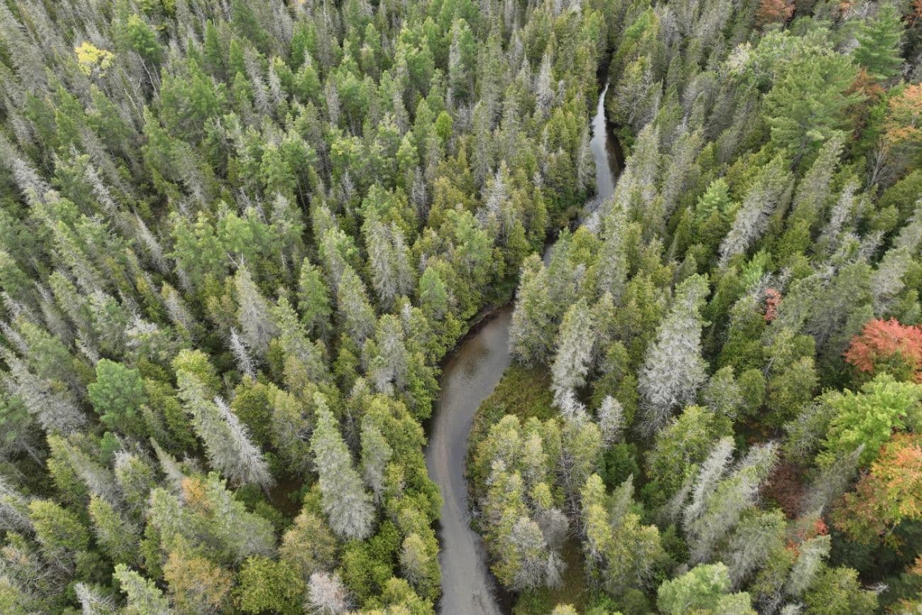 Aerial view of a winding river flowing through a dense, wild Michigan forest.