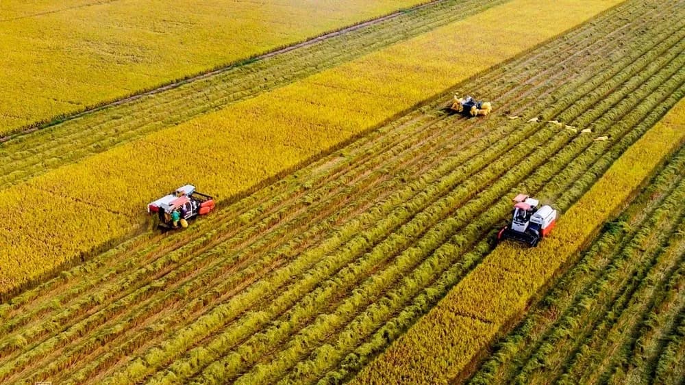 Aerial view of mechanical rice harvesting in a large-scale paddy field.