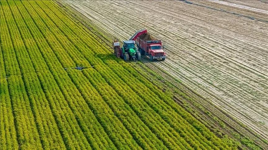 Agricultural machinery loading crops, highlighting the reliance of farming sectors on fertilizer inputs.