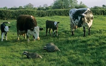 Badgers and cattle in a field, illustrating the transmission risk of Bovine TB.