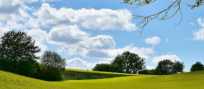 Blauer Himmel mit weißen Wolken über einem gelben Feld, der die anfänglich sonnigen Sommertage vor dem Wetterumschwung darstellt.