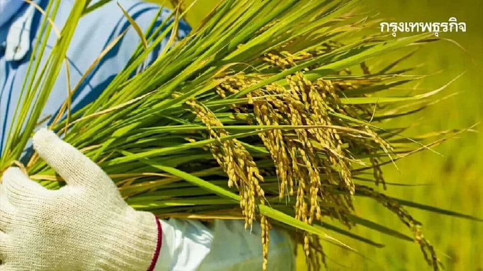 Close-up of a farmer's gloved hands holding mature rice stalks, symbolizing the harvest and the need for sustainable farming.