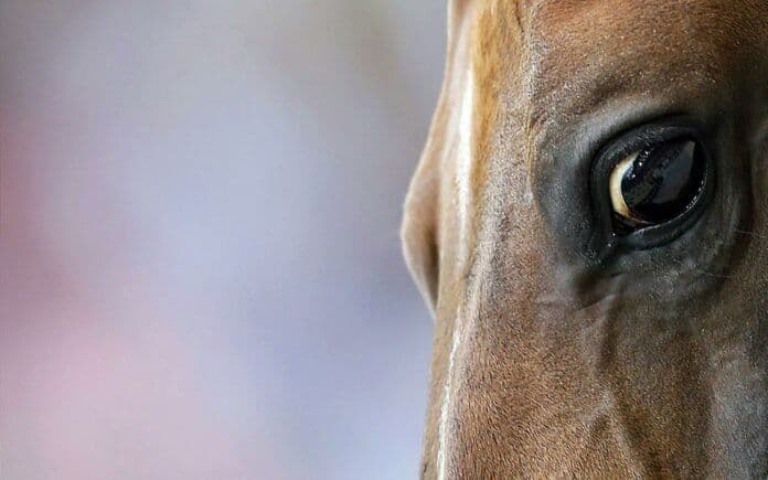 Close-up of a horse's eye, symbolizing the majesty and complex nature of equine bonds.