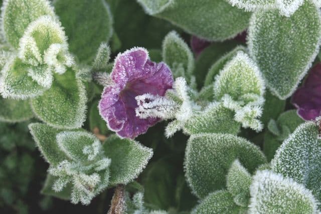 Close-up of a purple flower and green leaves covered in white frost, symbolizing unexpected temperature drops.