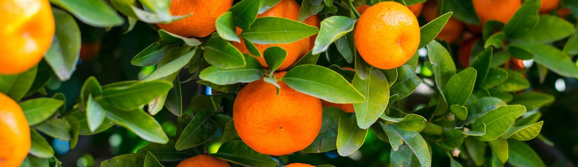 Close-up of fresh citrus growing on a tree, reflecting South Africa's leading horticultural export sector.