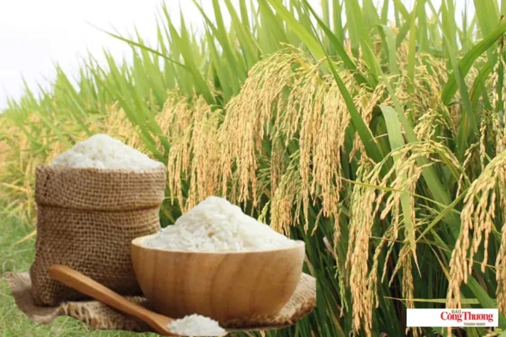 Close-up of rice stalks in a field with harvested rice displayed in a bowl and sack in the foreground.