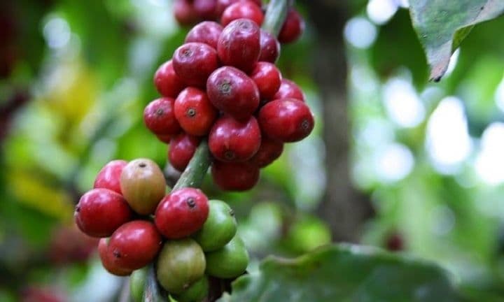 Close-up of ripe red and green coffee cherries on a branch, representing the ongoing harvest season in Vietnam.