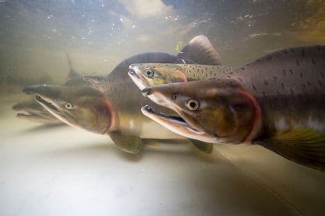 Close-up underwater view of Pacific pink salmon, showing their distinctive hump and hook jaw, in the Tana River's dam collection basin.