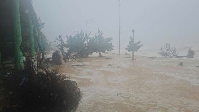 Cảnh tượng ngập lụt và cây đổ do bão Wipha gây ra, thể hiện mức độ nghiêm trọng của cơn bão.