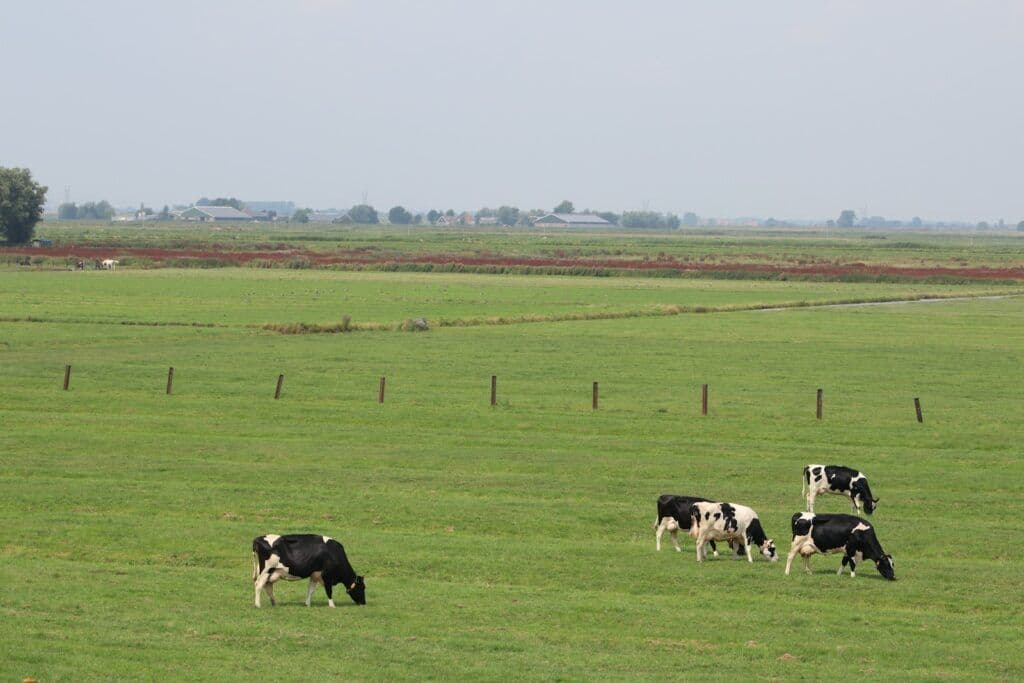 Cows grazing in a green pasture in an agricultural landscape.