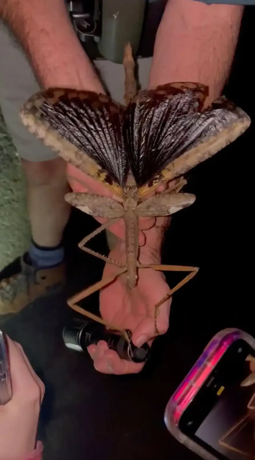 Découverte d'Acrophylla alta, phasme géant, tenue par un chercheur en Australie.