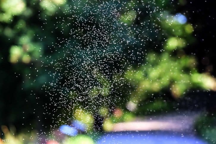 Dense swarm of non-biting midges (árvaszúnyog) against a blurred green background, representing the invasion in Siófok.