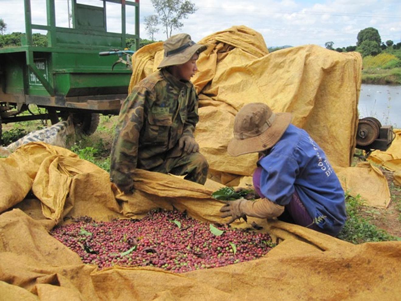 Des agriculteurs avec des cerises de café récoltées, symbolisant les perspectives d'investissement et les défis futurs pour les producteurs.