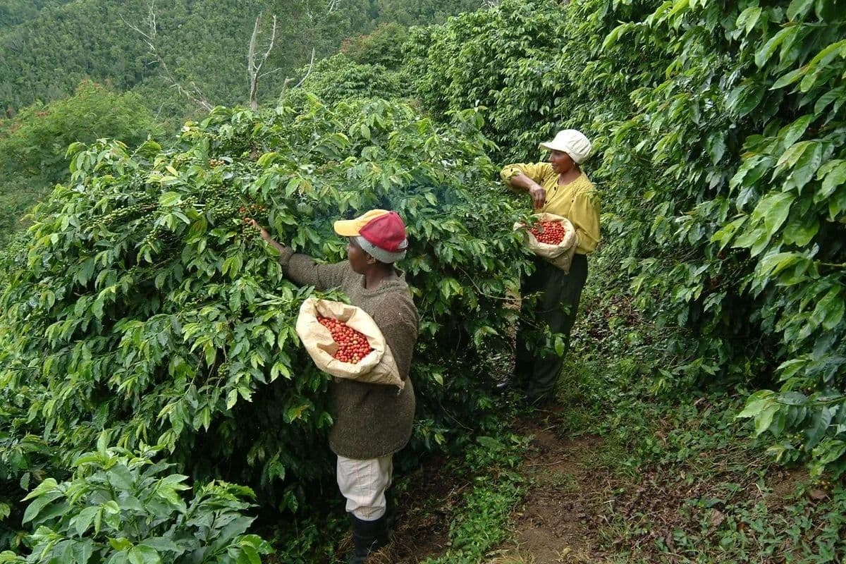 Des agriculteurs récoltant des cerises de café dans une plantation, représentant le maillon initial de la chaîne de valeur du café.